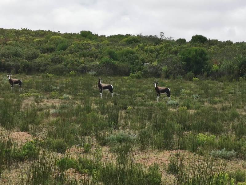 0 Bedroom Property for Sale in Stilbaai Rural Western Cape